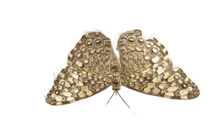 Professional AI styled output result